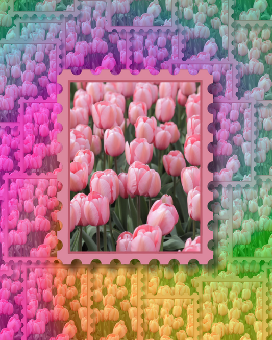 Pink Tulips Vinyl Sticker